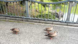 公園の小道を3羽のカモが並んで歩いている様子。背景には池と欄干が見える。